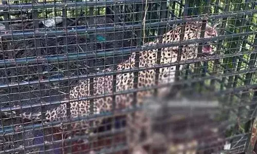 കടുവയെ പിടിക്കാന്‍ കെണിവച്ചു; കരുവാരക്കുണ്ടിലെ കൂട്ടില്‍ കുടുങ്ങിയത് പുലി