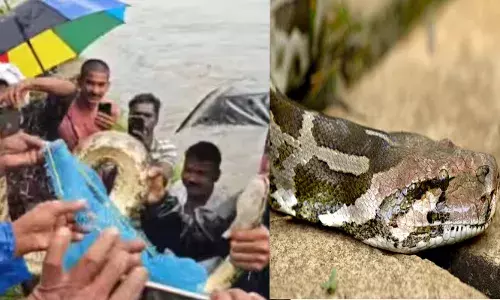 കുളിക്കടവിലെ ആ കാഴ്ച കണ്ട് ആളുകൾ ഒന്ന് ഭയന്നു; ശക്തമായ മലവെള്ളപ്പാച്ചിലിൽ ഒഴുകിയെത്തിയത് ഒരു കൂറ്റൻ അതിഥി; പരിഭ്രാന്തിക്കൊടുവിൽ ചാക്കിലാക്കി!