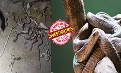 വീട്ടുമുറ്റത്ത് ഇരിക്കുമ്പോൾ ഭയാനകമായ കാഴ്ച; കണ്ടപാടെ ഒന്നും നോക്കിയില്ല അടിച്ചുകൊന്നു; മിനിറ്റുകൾക്ക് ശേഷം വീണ്ടും അതേസ്ഥലത്ത് കണ്ടത്; നിലവിളി കേട്ടെത്തിയ നാട്ടുകാർക്ക് തലവേദന! വീട്ടുമുറ്റത്ത് ഇരിക്കുമ്പോൾ ഭയാനകമായ കാഴ്ച; കണ്ടപാടെ ഒന്നും നോക്കിയില്ല അടിച്ചുകൊന്നു; മിനിറ്റുകൾക്ക് ശേഷം വീണ്ടും അതേസ്ഥലത്ത് കണ്ടത്; നിലവിളി കേട്ടെത്തിയ നാട്ടുകാർക്ക് തലവേദന!