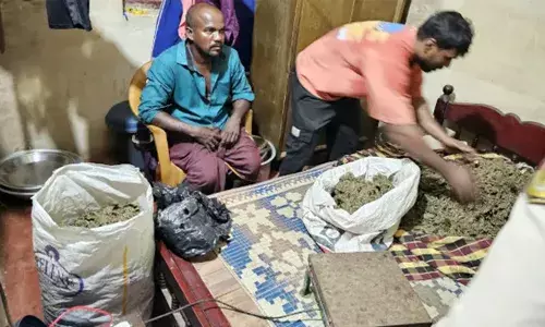 മഞ്ചേശ്വരത്ത് വന്‍ കഞ്ചാവ് വേട്ട;  33 കിലോ കഞ്ചാവുമായി യുവാവ് അറസ്റ്റില്‍