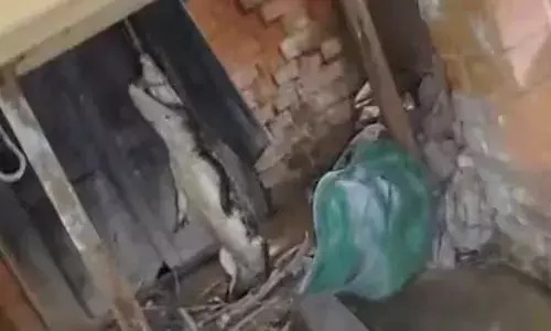 അര്‍ധരാത്രി വീടിനുള്ളിൽ ഒരു മുരളൽ ശബ്ദം; ഞെട്ടി ഉണർന്ന് വീട്ടുകാർ; അതിഥിയെ കണ്ടതും കൂട്ടനിലവിളി; നാട്ടുകാർ എത്തിയപ്പോൾ സംഭവിച്ചത്!