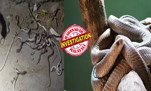 വീട്ടുമുറ്റത്ത് ഇരിക്കുമ്പോൾ ഭയാനകമായ കാഴ്ച; കണ്ടപാടെ ഒന്നും നോക്കിയില്ല അടിച്ചുകൊന്നു; മിനിറ്റുകൾക്ക് ശേഷം വീണ്ടും അതേസ്ഥലത്ത് കണ്ടത്; നിലവിളി കേട്ടെത്തിയ നാട്ടുകാർക്ക് തലവേദന!