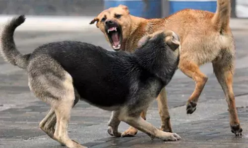 ബന്ധുവീട്ടിൽ കളിച്ചുകൊണ്ടിരുന്ന 4 വയസുകാരൻ; വീട്ടുമുറ്റത്ത് നായക്കൂട്ടം ഇരച്ചെത്തി ആക്രമണം; അലറിവിളിച്ച് കുട്ടി; ഗുരുതര പരിക്ക്; ആശുപത്രിയിൽ പ്രവേശിപ്പിച്ചു