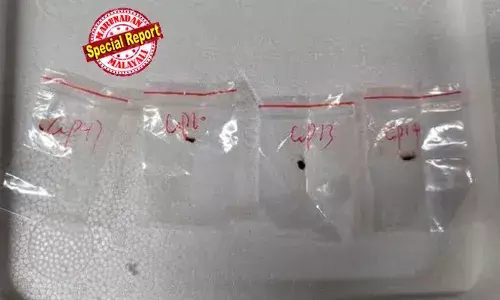 ചൈനയില്‍ നിന്ന് കാമുകിയെ കാണാന്‍ യുഎസില്‍ എത്തിയപ്പോള്‍ കൂടെ അപകടകാരിയായ ഫംഗസും കടത്തി; ഗവേഷകനും ചൈനീസ് കമ്യൂണിസ്റ്റ് പാര്‍ട്ടി അംഗമായ കാമുകിയും പിടിയില്‍; അമേരിക്കയിലെ കൃഷിയിടങ്ങളെ നശിപ്പിക്കാനുള്ള ചൈനയുടെ ഭീകരായുധമെന്ന് എഫ്ബിഐ; വിളകളെ മാത്രമല്ല മനുഷ്യരെയും ബാധിക്കും; ചൈന പുതിയ യുദ്ധമുറ പയറ്റുന്നോ?