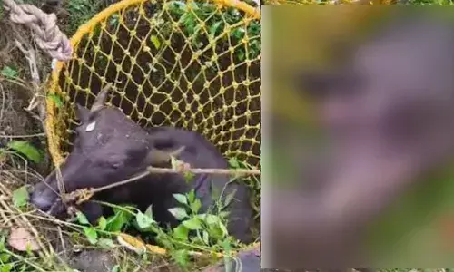 കാടുമൂടിക്കിടന്ന പറമ്പിലെ പൊട്ടക്കിണറ്റില്‍ പോത്ത് വീണു; ഇരുപതടിയോളം താഴ്ചയില്‍ നിന്ന് വലയിലാക്കി കരയ്ക്ക് എത്തിച്ച് ഫയര്‍ഫോഴ്സ്; പന്തളം മുടിയൂര്‍ക്കോണത്ത് അഗ്‌നിരക്ഷാസേനയുടെ അതിവേഗ രക്ഷാപ്രവര്‍ത്തനം