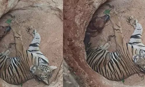 ഇടുക്കിയില്‍ ഒരേ കുഴിയില്‍ വീണ് കടുവയും നായയും; മയക്കുവെടി വയ്ക്കാന്‍ വനംവകുപ്പ്