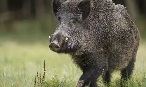 തോട്ടിൽ കുളിക്കാൻ പോകവേ കാട്ടുപന്നി ആക്രമണം; രണ്ടുപേര്‍ക്ക് പരിക്ക്; ആശുപത്രിയിൽ പ്രവേശിപ്പിച്ചു; സംഭവം നിലമ്പൂരിൽ