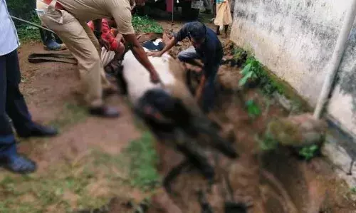 ഉപയോഗത്തിലുള്ള സെപ്ടിക് ടാങ്കില്‍ ഗര്‍ഭിണിപ്പശു വീണു: ടാങ്ക് തകര്‍ത്ത് രക്ഷിച്ച് അടൂരിലെ അഗ്‌നിരക്ഷാസേന