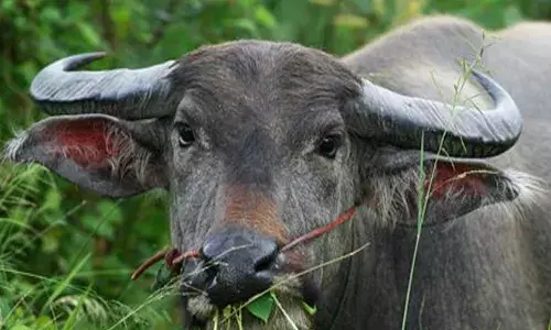 വിരണ്ടോടിയ പോത്തിന് വെച്ച വെടി കൊണ്ടത് നാട്ടുകാര്‍ക്ക്; മൂന്നു പേര്‍ക്ക് പരിക്ക്