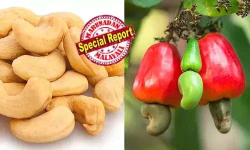 കശുവണ്ടി ഉണ്ടാകുന്നത് എവിടെ നിന്ന്? ദിവസവും കഴിക്കുന്നവര്‍ക്ക് പോലും അറിയില്ല; ആദ്യമായി വിളഞ്ഞ് നില്‍ക്കുന്ന  കശുമാവിന്‍ ചോട്ടില്‍ എത്തപ്പെട്ട ദമ്പതികള്‍ക്ക് സംഭവിച്ചത്