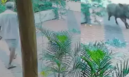 വീട്ടില്‍ നിന്നും പാല്‍ വാങ്ങാനായി ഇറങ്ങുന്നതിനിടെ കാട്ടുപന്നി ആക്രമണം; രണ്ടുപേർക്ക് പരിക്ക്; സംഭവം ഉള്ള്യേരിയില്‍