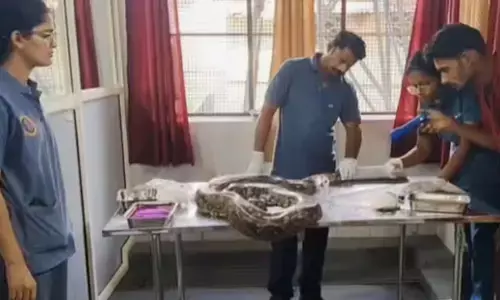 ആളില്ലാത്ത വീട്ടിൽ കഴിഞ്ഞത് ദിവസങ്ങളോളം; ദേഹം മുഴുവൻ മുറിവുകൾ; ഒടുവിൽ വലയിൽ കുരുങ്ങി പോയ അതിഥിക്ക് വിദഗ്ധ ചികിത്സ