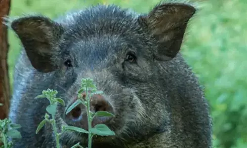 രാത്രിയിൽ റോഡിന് കുറുകെ കാട്ടുപന്നി ചാടി; പിന്നാലെ നിയന്ത്രണം വിട്ട് ബൈക്ക് മറിഞ്ഞ് അഗ്നിരക്ഷാ ജീവനക്കാരന് പരിക്ക്