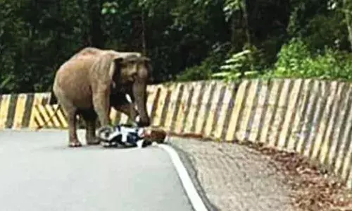 നാടുകാണിയില്‍ ആന സ്‌കൂട്ടര്‍ തകര്‍ത്തു; യാത്രക്കാരന്‍ ഇറങ്ങിയോടി രക്ഷപ്പെട്ടു