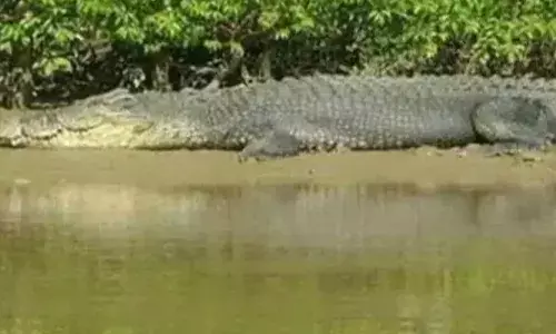 സുഹൃത്തുക്കളോടൊപ്പം മീന്‍ പിടിക്കാന്‍ പോയി; മുതലയുടെ ആക്രമണത്തില്‍ യുവാവിന് ദാരുണാന്ത്യം