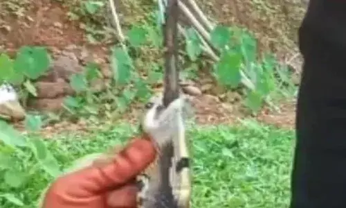 ഇരയെന്ന് കരുതി വിഴുങ്ങിയത് കത്തി; വേദന കൊണ്ട് പുളഞ്ഞ് മൂർഖൻ പാമ്പ്; ഒന്ന് ഇഴയാൻ പോലും കഴിയാത്ത അവസ്ഥ; ഒടുവിൽ സംഭവിച്ചത്!