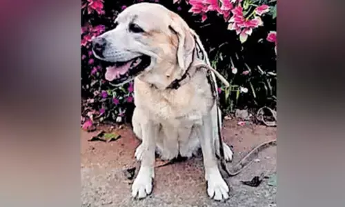 നാല് കൊലപാതക കേസുകളില്‍ നിര്‍ണായക തെളിവുകള്‍ കണ്ടെത്തിയ ലാബ്രഡോര്‍; ഇടുക്കി പൊലീസ് ഡോഗ് സ്‌ക്വാഡിലെ ട്രാക്കര്‍ ഡോഗ് വിട വാങ്ങി: ജെനിയുടെ മടക്കം 12-ാം പിറന്നാളിന് പിന്നാലെ