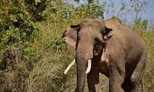 കാട്ടാന ആക്രമിച്ചു; തോട്ടം തൊഴിലാളിക്ക് ഗുരുതര പരിക്ക്
