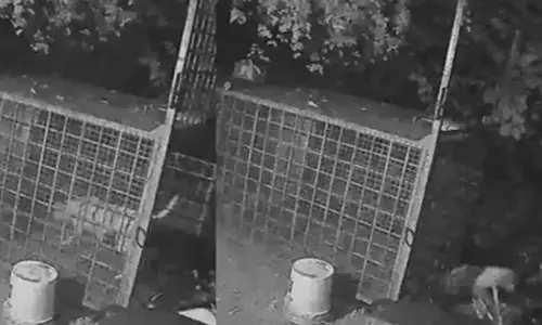 ഐആം ട്രാപ്പ്ഡ്..; വെളുപ്പിന് ചുമ്മാ..നടക്കാനിറങ്ങി; ചെന്ന് കയറിയത് പുലിയെ കുടുക്കാനായി വെച്ച കൂട്ടില്‍; ഒടുവിൽ മണിക്കൂറുകൾ കഴിഞ്ഞ് തെരുവുനായ രക്ഷപ്പെട്ടത് ഇങ്ങനെ!