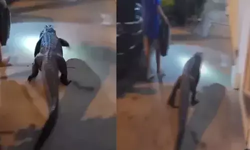 എന്താ..സാറെ; ഹോട്ടൽ വരാന്തയിലൂടെ കൂളായി നടത്തം; കണ്ടവർ പരിഭ്രാന്തിയിലായി; നായ കുരച്ച് ചാടിയതും സ്വഭാവം മാറി; ഒടുവിൽ പോലീസ് എത്തിയതും കീഴടങ്ങൽ