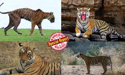 നെറ്റിയിലെ അമ്പ് ആകൃതിയിലുള്ള പാട് കാരണം ലഭിച്ച പേര്; അമ്മയുടെ മരണശേഷം തലബ് പ്രദേശം അടക്കിവാണ് രാജ്ഞിയായി; മുതലയെ ഉള്‍പ്പടെ വേട്ടയാടുന്ന കാഴ്ച സോഷ്യല്‍ മീഡിയയില്‍ ശ്രദ്ധേയയാക്കി; കഥയെ വെല്ലുന്ന ഒരു കടുവയുടെ ജീവിതം; രന്തംബോറിന്റെ സ്വന്തം ആരോഹെഡ് വിടവാങ്ങി