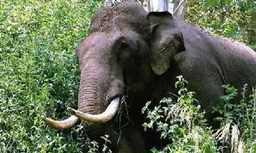 ട്രക്കിങിന് പോയ സംഘത്തിന് നേരെ കാട്ടാനയുടെ ആക്രമണം; ഒരാള്‍ക്ക് ഗുരുതര പരിക്ക്: സംഘത്തില്‍ വാച്ചറും ഫോറസ്റ്റ് ഗാര്‍ഡും ഉള്‍പ്പെട്ട ഏഴംഗ സംഘം