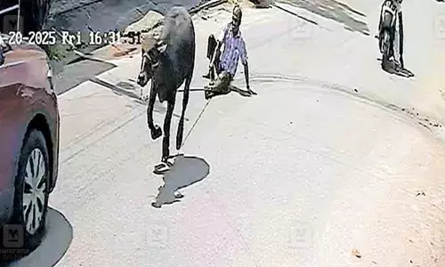 വിരണ്ടോടിയ പോത്തിന്റെ കയറില്‍ കാല്‍ കുടുങ്ങി; തിരക്കേറിയ റോഡിലൂടെ യുവാവിനെ വലിച്ചിഴച്ച് പോത്ത്: പിന്നാലെ ഓടി രക്ഷപ്പെടുത്തി നാട്ടുകാര്‍