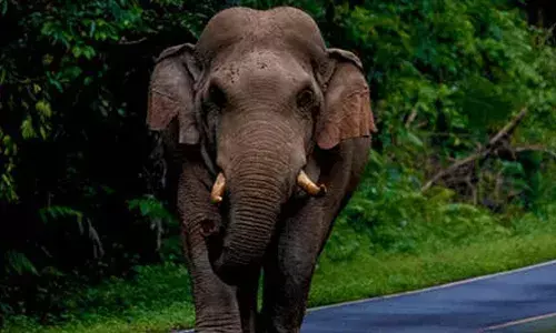 ഉൾവനത്തിൽ ട്രക്കിങ്ങിന് പോയ സംഘത്തിന് നേരെ കാട്ടാനയാക്രമണം; ഒരാളുടെ തലയ്ക്ക് ഗുരുതര പരിക്ക്; ആശുപത്രിയിൽ പ്രവേശിപ്പിച്ചു; സംഭവം അതിരപ്പിള്ളിയിൽ