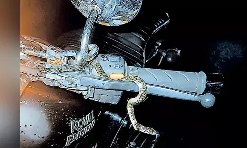 ക്ലച്ച് പിടിച്ചപ്പോള്‍ ഹാന്‍ഡിലില്‍ വഴുവഴുപ്പ്; വണ്ടി നിര്‍ത്തി നോക്കിയപ്പോള്‍ കണ്ടത് വിഷ പാമ്പിനെ: കടിയേല്‍ക്കാത യുവാവും കുടുംബവും രക്ഷപ്പെട്ടത് തലനാരിഴയ്ക്ക്