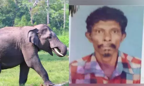 കാട്ടാനയുടെ ആക്രമണം; നിലമ്പൂരില്‍ ആദിവാസി യുവാവ് കൊല്ലപ്പെട്ടു; ആന ആക്രമണിച്ചത് വിറക് ശേഖരിക്കുന്നതിനായി വനപ്രദേശത്ത് എത്തിയപ്പോള്‍