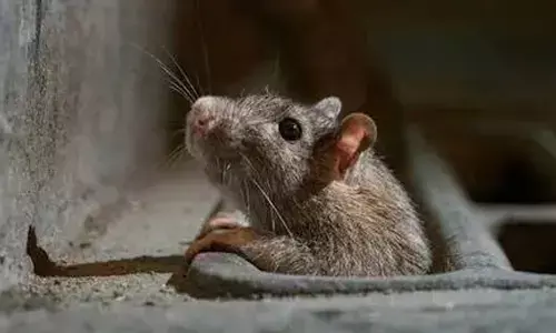 പനി ബാധിച്ചാൽ ഉടനെ തന്നെ ചികിത്സ തേടണം; എലിപ്പനി വളരെ ശ്രദ്ധിക്കണം;പകര്‍ച്ചവ്യാധികള്‍ക്കെതിരെ ജാഗ്രത തുടരണമെന്ന് ആരോഗ്യമന്ത്രി