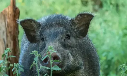 റോഡിലൂടെ നടന്നുപോകവേ കാട്ടുപന്നി ആക്രമണം; കുതിച്ചെത്തി നിമിഷനേരം കൊണ്ട് ഇടിച്ചുതെറിപ്പിച്ചു; വയോധികന് ഗുരുതര പരിക്ക്; ആശുപത്രിയിൽ പ്രവേശിപ്പിച്ചു
