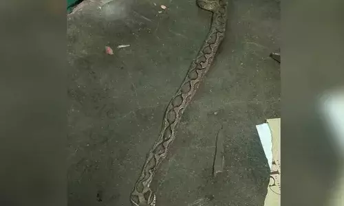 അമ്മയോടൊപ്പം കിടന്നുറങ്ങിയിരുന്ന 13കാരനെ പാമ്പ് കടിച്ചു; കുട്ടി ബഹളം വെച്ചതോടെ വീട്ടുകാരും അയല്‍വാസികളും എത്തി പാമ്പിനെ അടിച്ച് കൊന്നു; കുട്ടി ആശുപത്രിയില്‍ ചികിത്സയില്‍