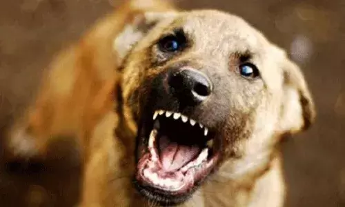 പേവിഷ ബാധയേറ്റ് വീണ്ടും മരണം; ചികിത്സയിലായിരുന്ന അഞ്ചുവയസുകാരൻ മരിച്ചു; തെരുവ് നായയുടെ കടിയേറ്റത് റോഡരികിൽ കളിച്ചുകൊണ്ടിരിക്കെ