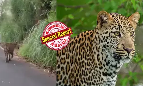 ഡാ..വിട്ട് പോ..നീ മിണ്ടാതിരി..; ജീപ്പിന് മുന്നിലൂടെ കൂളായി നടക്കുന്ന പുലി; ഏറെ അവശനായിട്ടും അവൻ സഞ്ചരിക്കുന്നത് കിലോമീറ്ററുകളോളം; കേരളത്തിനെയും തമിഴ്‌നാടിനെയും ഒരുപോലെ വലച്ച് ആ വാക്ക്; നാട്ടുകാർ പരിഭ്രാന്തിയിൽ; എല്ലാം കൃത്യമായി നിരീക്ഷിക്കുന്നുവെന്ന് വനം വകുപ്പ്