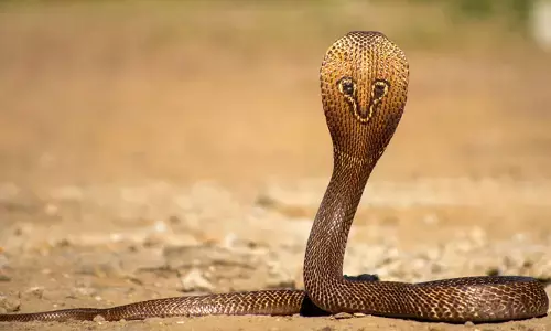 വെള്ളപ്പൊക്കത്തിനിടെ വീടിനുള്ളിൽ കയറികൂടിയ അതിഥി; മുറി തുറന്നതും ഞെട്ടൽ; കണ്ടത് നല്ല ഉഗ്രൻ മൂർഖനെ; കൈയ്യോടെ പിടികൂടി