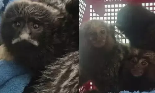 എന്താടാ..മോനെ നീ ഇങ്ങനെ നോക്കണേ..; ബാങ്കോക്കിൽ നിന്നെത്തിയ ആ രണ്ടു പേർ; എയർപോർട്ടിൽ വന്നിറങ്ങിയതും വെപ്രാളം; ലഗേജ് തുറന്നതും മൂന്ന് ഓമന മുഖങ്ങൾ; കൈയ്യോടെ പൊക്കി കസ്റ്റംസ്