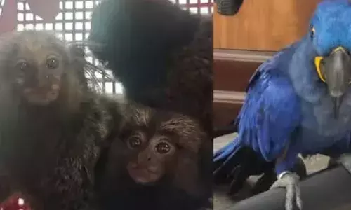 ലഗേജില്‍ ലക്ഷങ്ങള്‍ വിലവരുന്ന മക്കാവു തത്തയും മാര്‍മോ കുരങ്ങും;  തായ്‌ലന്‍ഡില്‍ നിന്നും അനധികൃതമായി കടത്തിക്കൊണ്ടു വന്നത് ആറ് വന്യ ജീവികളെ: കൊച്ചി വിമാനത്താവളത്തില്‍ നിന്നും പത്തനംതിട്ട സ്വദേശികളായ ദമ്പതികള്‍ പിടിയില്‍