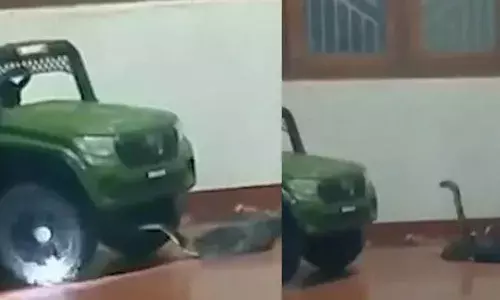 ചെറുവാഞ്ചേരിയില്‍ കളിപ്പാട്ട കാറിനടിയില്‍ രാജവെമ്പാല; കുട്ടികള്‍ രക്ഷപ്പെട്ടത് തലനാരിഴയ്ക്ക്