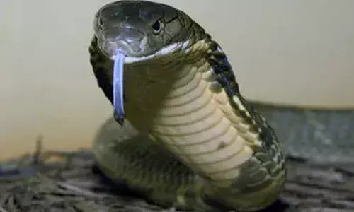 കുട്ടികള്‍ ഓടിക്കുന്ന ഇലക്ട്രോണിക് കാറിനുള്ളില്‍ രാജവെമ്പല; പത്തി വിടര്‍ത്തി ചീറ്റുന്ന പാമ്പിനെ കണ്ട് ഞെട്ടി വീട്ടുകാര്‍