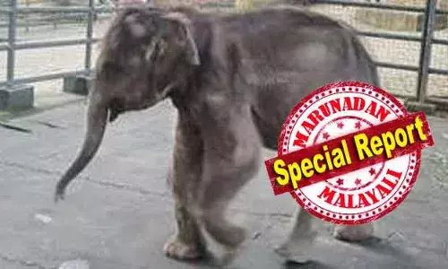 കോന്നിയുടെ കൗതുകം മാഞ്ഞു; ആനത്താവളത്തിലെ കുട്ടിയാന കൊച്ചയ്യപ്പന്‍ ചരിഞ്ഞു; മരണകാരണം അറിയാന്‍ പോസ്റ്റുമോര്‍ട്ടം