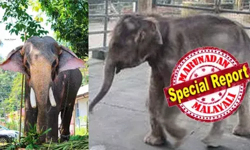 മണികണ്ഠനും അയ്യപ്പനും ചരിഞ്ഞത് ഒറ്റ ദിവസം: ഓമല്ലൂര്‍ മണികണ്ഠന് എരണ്ടകെട്ട്;  കോന്നി കൊച്ചയ്യപ്പന് ഹെര്‍പിസ്; ആന പ്രേമികളെ കണ്ണീരിലാഴ്ത്തി കുറുമ്പുകാരന്‍ ഓമല്ലൂര്‍ക്കാരനും കോന്നിയുടെ കുട്ടിത്തവും