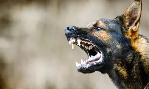 പാഞ്ഞെത്തി ഗൃഹനാഥന്റെ കൈയിൽ കടിച്ചു..; കുന്നംകുളത്തെ വിറപ്പിച്ച ആ തെരുവ് നായയെ ചത്ത നിലയിൽ കണ്ടെത്തി; പരിശോധനയിൽ പേവിഷബാധ സ്ഥിരീകരിച്ചു