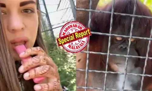 ഇനി ഒരെണ്ണം ഇരുത്തി വലിച്ചേ...!; സഫാരി പാർക്കിലെത്തിയ റഷ്യൻ ബോക്സർക്ക് ഒരു മോഹം; കമ്പിവേലിക്ക് സമീപം വന്നിരുന്ന് ഒരു പഫ് എടുത്ത യുവതി ചെയ്തത്; വീഡിയോ നിമിഷ നേരം കൊണ്ട് വൈറൽ; വ്യാപക വിമർശനം; ഇത് ക്രൂരതയെന്ന് കമെന്റുകൾ