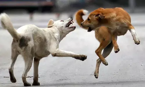 ഭീതി പടർത്തി ഓടിയത് ഒന്നര കിലോമീറ്ററോളം; 20 പേരെ കടിച്ചുപറിച്ചു; ഒടുവിൽ തെരുവുനായയെ കീഴ്‌പ്പെടുത്തി; സംഭവം തിരുവനന്തപുരത്ത്