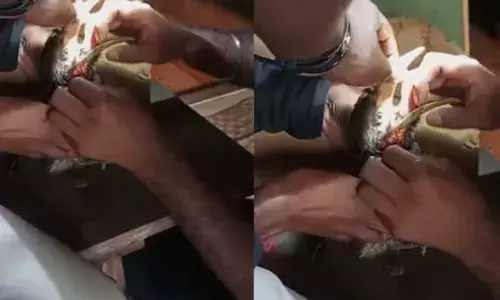 സ്‌കൂൾ പരിസരത്ത് അസ്വസ്ഥനായി കണ്ടത് ഒരു വേഴാമ്പലിനെ; അടുത്തെത്തി നോക്കുമ്പോൾ വായിൽ പെൻസിൽ; രക്ഷകരായി വനംവകുപ്പ്