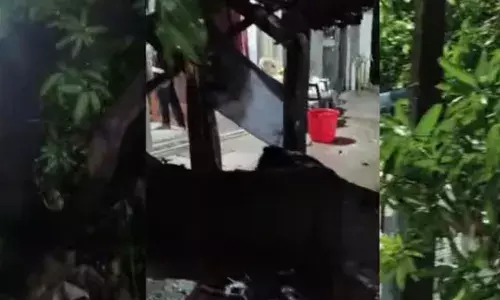 വീടുകൾക്ക് മുകളിലൂടെ കൂറ്റൻ മരം കടപുഴകി വീണ് അപകടം; ആളപായമില്ല; സംഭവം പാലക്കാട്