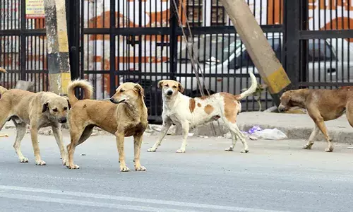 തെരുവുനായ്ക്കള്‍ മൂലമുള്ള വാഹനാപകടം; കഴിഞ്ഞ വര്‍ഷം മരിച്ചത് 17 പേര്‍