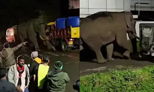 എൻ പേര് പടയപ്പ..; ജനവാസ മേഖലയിൽ വീണ്ടും ഭീതി പടർത്തി കാട്ടുകൊമ്പൻ; പരിഭ്രാന്തിയിൽ നാട്ടുകാർ; പാഞ്ഞെടുത്ത് ആളുകൾക്കിടയിൽ ഇറങ്ങിയതും തുരത്തി ഓടിച്ചു