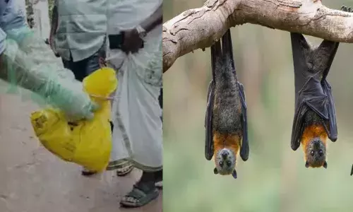 പുറത്ത് കാതടിപ്പിക്കുന്ന ശബ്ദം; ശല്യം സഹിക്കാൻ കഴിയാതെ നോക്കുമ്പോൾ നിലത്ത് വവ്വാലിന്റെ ജഡം; നാട്ടുകാർ ആശങ്കയിൽ; സാമ്പിൾ പരിശോധനക്കയച്ചു; പ്രദേശത്ത് അതീവ ജാഗ്രത